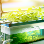 Aquaponik: Fische und Pflanzen gemeinsam züchten