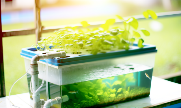 Aquaponik: Fische und Pflanzen gemeinsam züchten