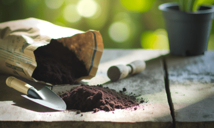 Blumenerde: Die richtige Wahl für gesunde Pflanzen